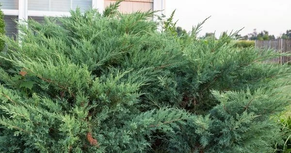 Juniper Hedge Plant Cuttings Set of 12+ – Unrooted Evergreen for Landscaping - Image 2