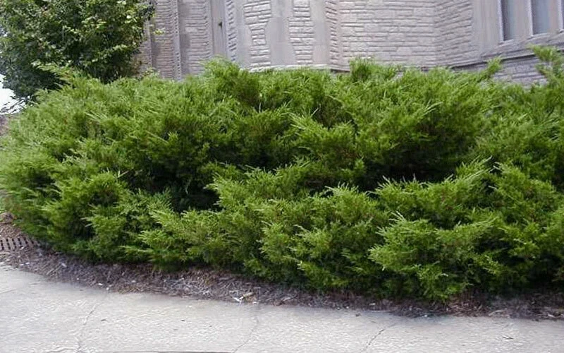 Juniper Hedge Plant Cuttings Set of 12+ – Unrooted Evergreen for Landscaping - Image 3