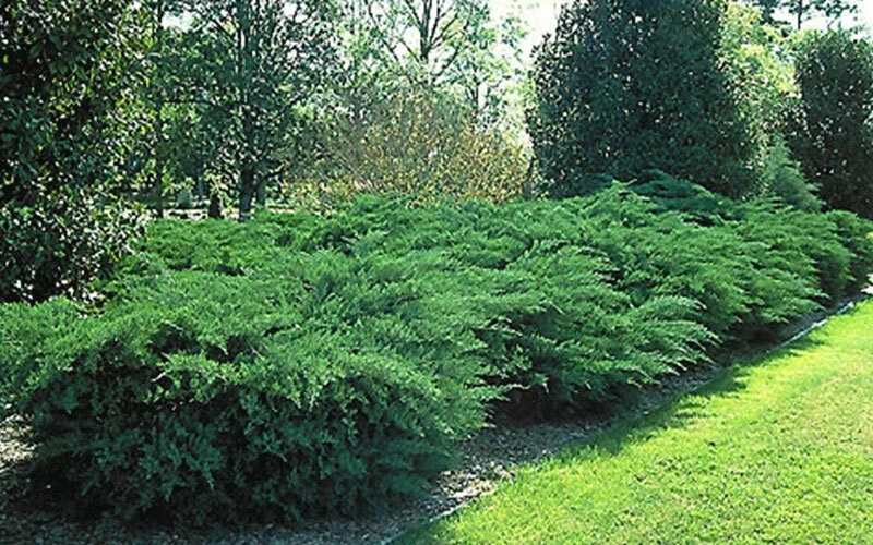 Juniper Hedge Plant Cuttings Set of 12+ – Unrooted Evergreen for Landscaping - Image 4