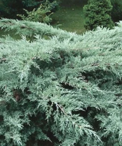 Juniper Hedge Plant Cuttings Set of 12+ – Unrooted Evergreen for Landscaping - Image 1