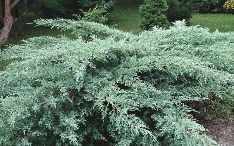 Juniper Hedge Plant Cuttings Set of 12+ – Unrooted Evergreen for Landscaping - Image 1