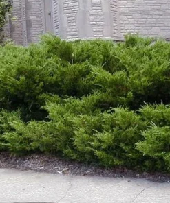 Juniper Hedge Plant Cuttings - Unrooted Evergreen Bushes, Set of 12+ - Image 3