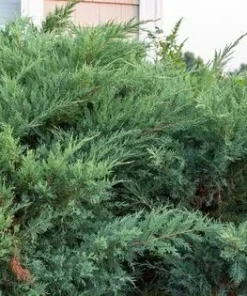Juniper Hedge Plant Cuttings Unrooted - Set of 12+ Green Evergreen Shrubs - Image 2