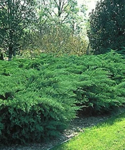 Juniper Hedge Plant Cuttings Unrooted - Set of 12+ Green Evergreen Shrubs - Image 4