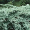 Juniper Hedge Plant Cuttings Unrooted - Set of 12+ Green Evergreen Shrubs - Image 1