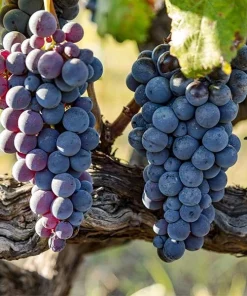 Jupiter Seedless Grape Vine Live Plant - 1-2 Year Old - Blue Edible Outdoor - Image 1