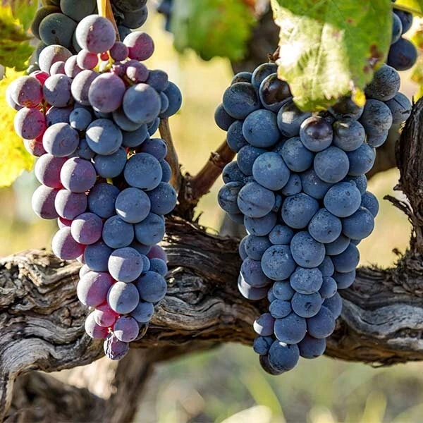 Jupiter Seedless Grape Vine Live Plant - 1-2 Year Old - Outdoor, Blue - Image 1