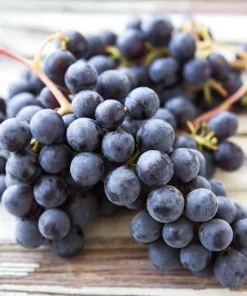 Jupiter Seedless Grape Vine Live Plants - 1-2 Year Old, Outdoor, Blue Grapes - Image 2