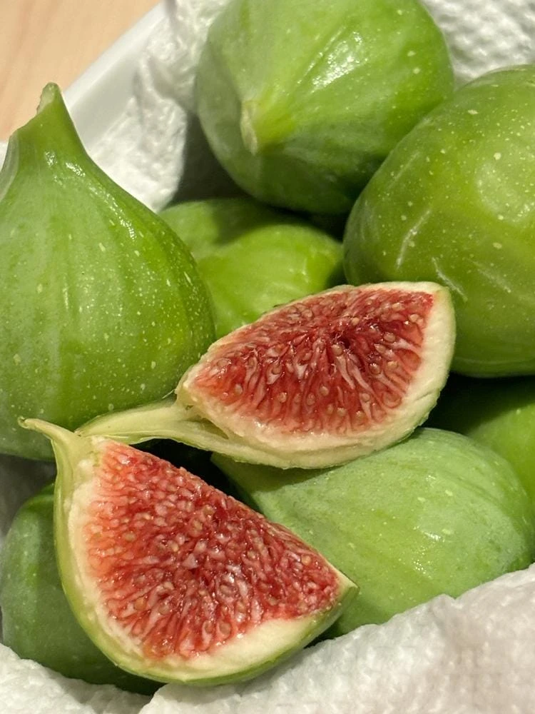 Kadota Fig Tree Live Plant - Ficus carica - 5-9" Tall - Sweet Edible Fruit - Zone 7-10 - Image 2