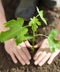 Kadota Fig Tree Live Plant - Ficus carica - 5-9