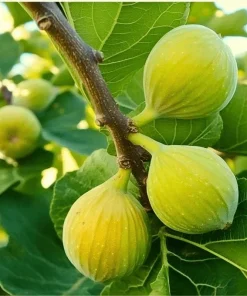 Kadota Fig Tree Live Plant - Ficus carica - 5-9