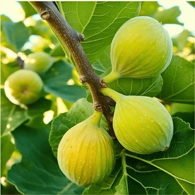 Kadota Fig Tree Live Plant - Ficus carica - 5-9" Tall - Sweet Edible Fruit - Zone 7-10 - Image 4