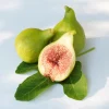Kadota Fig Tree Live Plant - Ficus carica - 5-9" Tall - Sweet Edible Fruit - Zone 7-10 - Image 1