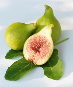 Kadota Fig Tree Live Plant - Ficus carica - 5-9" Tall - Sweet Edible Fruit - Zone 7-10 - Image 1