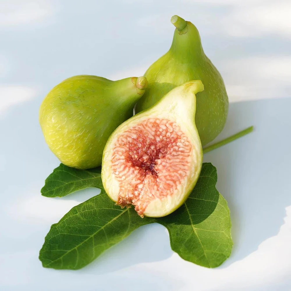 Kadota Fig Tree Live Plant - Ficus carica - 5-9" Tall - Sweet Edible Fruit - Zone 7-10 - Image 1