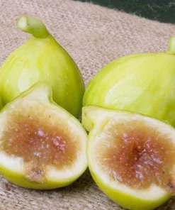 Kadota Fig Tree Live Plant - Ficus carica - 5-9