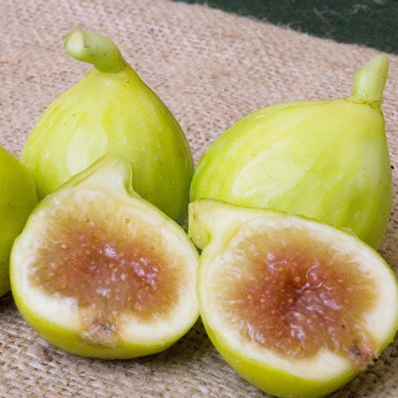 Kadota Fig Tree Live Plant - Ficus carica - 5-9" Tall - Sweet Edible Fruit - Zone 7-10 - Image 5
