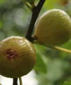 Kadota Fig Tree Live Plant - Ficus carica - 5-9