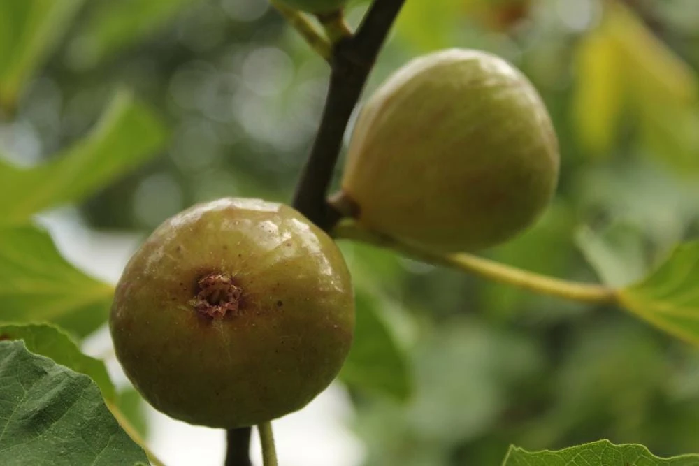 Kadota Fig Tree Live Plant - Ficus carica - 5-9" Tall - Sweet Edible Fruit - Zone 7-10 - Image 6