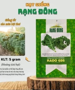 Kailaan Seeds - 500 Seeds - Big Stem Broccoli Kale for Planting - Image 2