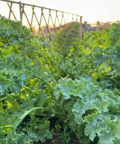 Kailaan Seeds - 500 Seeds - Big Stem Broccoli Kale for Planting - Image 3