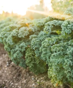 Kailaan Seeds - 500 Seeds - Big Stem Broccoli Kale for Planting - Image 4