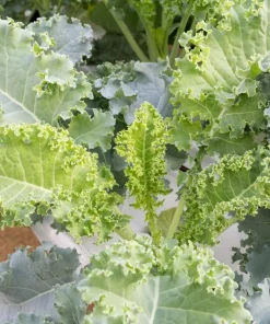 Kailaan Seeds - 500 Seeds - Big Stem Broccoli Kale for Planting - Image 5