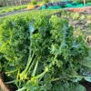 Kailaan Seeds - 500 Seeds - Big Stem Broccoli Kale for Planting - Image 1