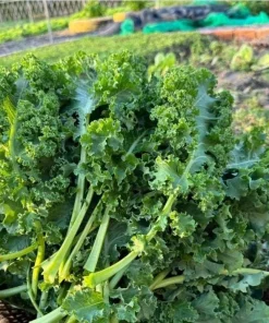 Kailaan Seeds - 500 Seeds - Big Stem Broccoli Kale for Planting - Image 1