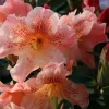Kaitlyn's Delight Rhododendron Live Plant - Orange Flowers - #2 Container Size - Image 1