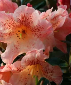 Kaitlyn's Delight Rhododendron Live Plant - Orange Flowers - #2 Container Size - Image 1