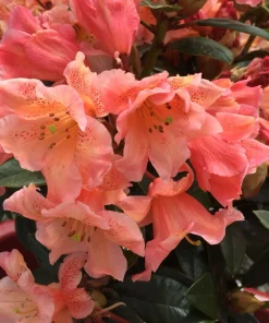Kaitlyn's Delight Rhododendron Live Plant - Orange Flowers - #2 Container Size - Image 2
