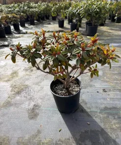 Kaitlyn's Delight Rhododendron Live Plant - Orange Flowers - #2 Container Size - Image 3