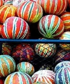 Kajari Melon Seeds – 50 Count Heirloom Melon Seeds – Easy Grow - Image 2