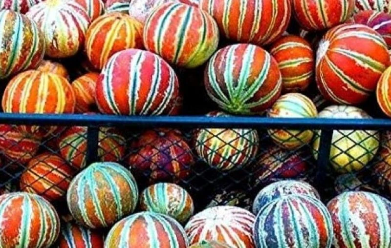 Kajari Melon Seeds – 50 Count Heirloom Melon Seeds – Easy Grow - Image 2