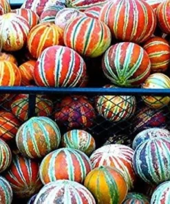 Kajari Melon Seeds - 50 Heirloom Easy Grow Melon Seeds - Image 1