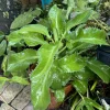 Kalanchoe Diagremontiana Mother of Thousands Live Plant - Unique Succulent - Image 1