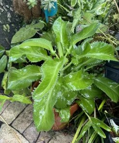 Kalanchoe Diagremontiana Mother of Thousands Live Plant - Unique Succulent - Image 1