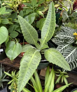 Kalanchoe gastonis-bonnieri Donkey Ear Succulent Live Plant - Mad Happenings - Image 2