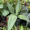 Kalanchoe gastonis-bonnieri Donkey Ear Succulent Live Plant - Mad Happenings - Image 1