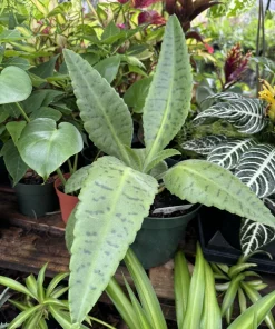 Kalanchoe gastonis-bonnieri Donkey Ear Succulent Live Plant - Mad Happenings - Image 1