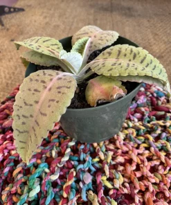 Kalanchoe gastonis-bonnieri Donkey Ears Succulent Live Plant - Houseplant - Image 2