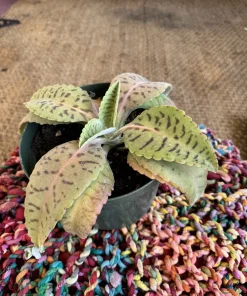Kalanchoe gastonis-bonnieri Donkey Ears Succulent Live Plant - Houseplant - Image 1