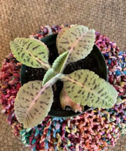 Kalanchoe gastonis-bonnieri Live Plant - Donkey Ears Succulent Houseplant - Image 3