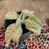 Kalanchoe gastonis-bonnieri Live Plant - Donkey Ears Succulent Houseplant - Image 1