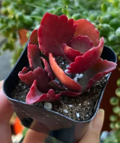Kalanchoe Longiflora Coccinea Succulent Live Plant – 2 inch pot – Indoor/Outdoor - Image 2