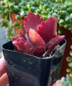 Kalanchoe Longiflora Coccinea Succulent Live Plant – 2 inch pot – Indoor/Outdoor - Image 3