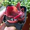 Kalanchoe Longiflora Coccinea Succulent Live Plant – 2 inch pot – Indoor/Outdoor - Image 1