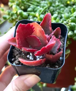 Kalanchoe Longiflora Coccinea Succulent Live Plant – 2 inch pot – Indoor/Outdoor - Image 1