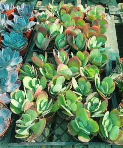 Kalanchoe Luciae Flapjack Succulent Live Plant – Paddle Plant – 4in Pot - Image 2